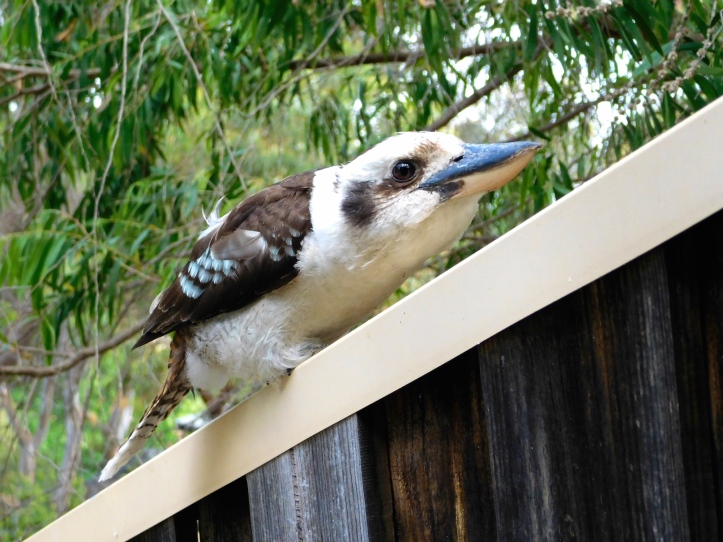 kookaburra-pretends-to-be-a-fence_22691954297_o