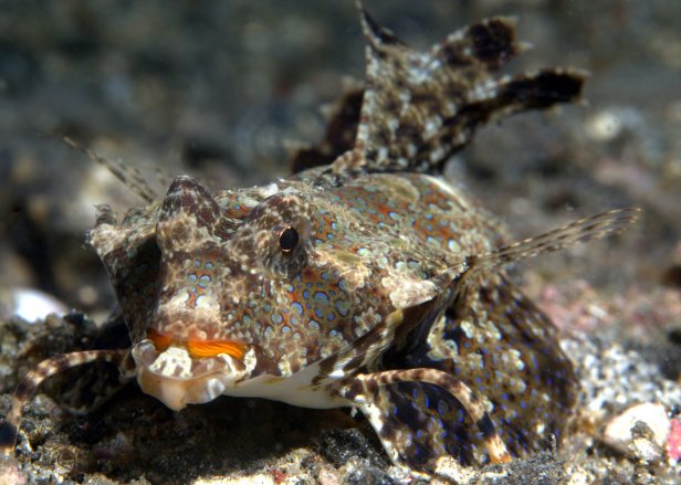 sea-moth-feet-fins-by-jack-flickr