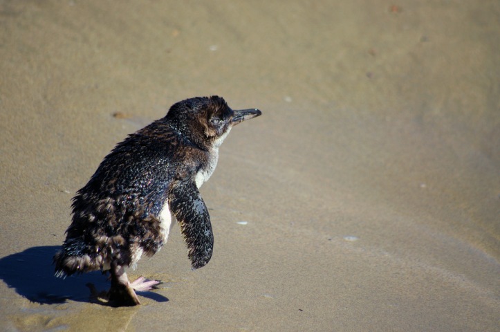 Little Penguin Heading Home